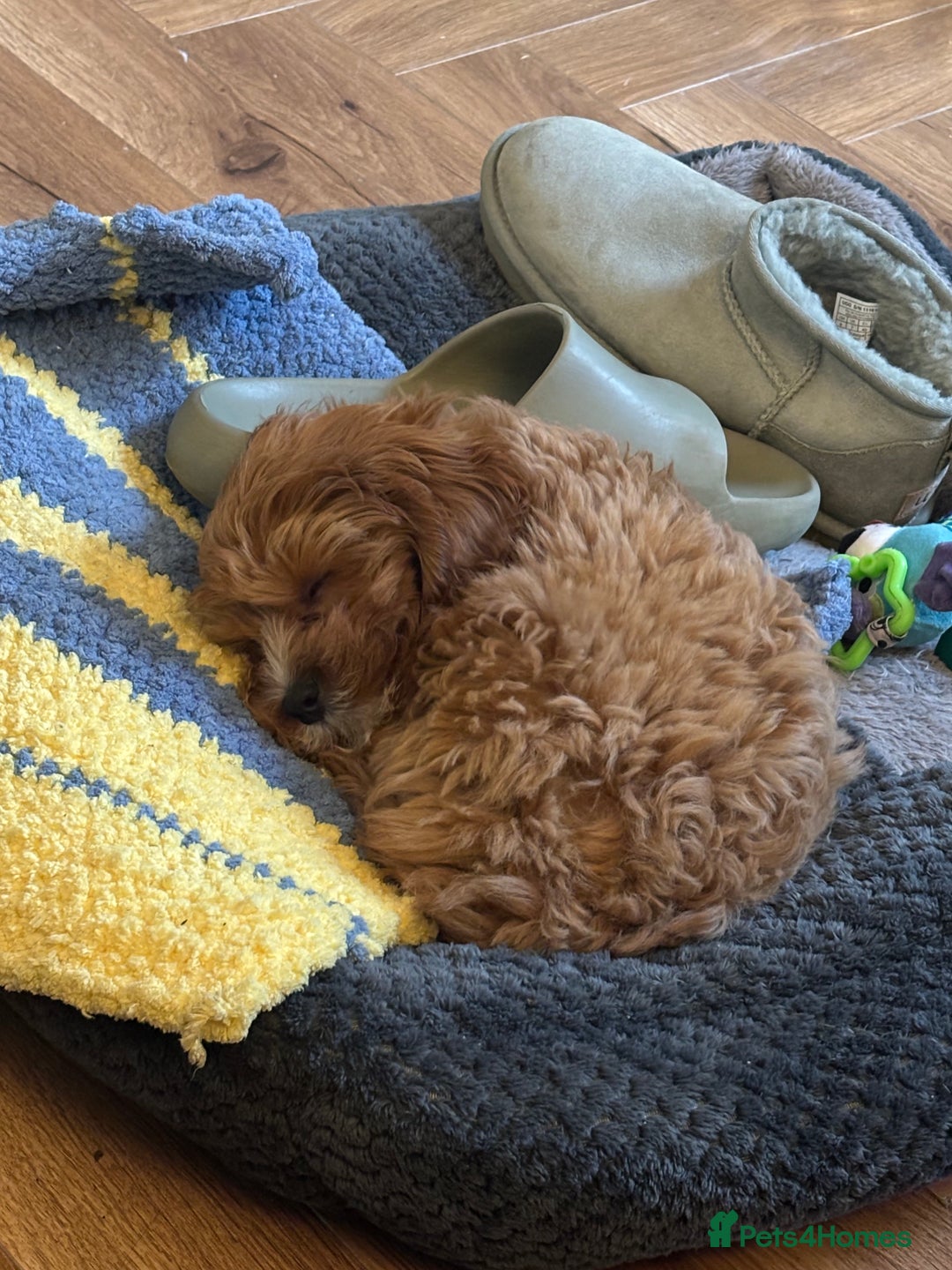 Cavapoo dogs for sale: Six month cavapoo puppy - Advert 7