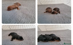 Miniature Dachshund dogs for sale: Minature dashshunds  - Image 1