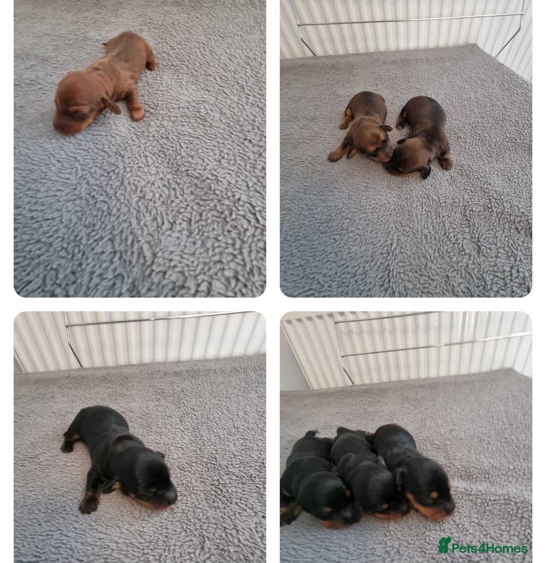 Miniature Dachshund dogs for sale: Minature dashshunds  - Image 1
