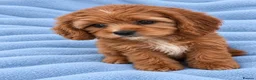 Cavapoo dogs for sale: F1 Cavapoo puppy’s  in Ascot - Advert 2
