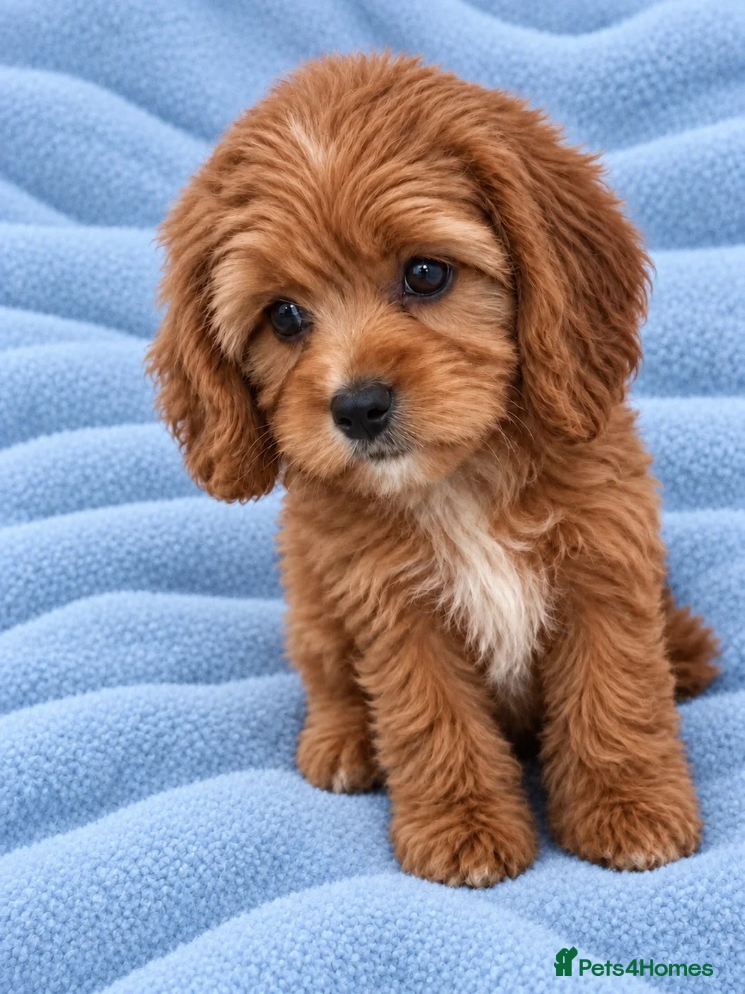 Cavapoo dogs for sale: F1 Cavapoo puppy’s  in Ascot - Advert 2