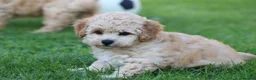 Cavapoochon dogs for sale: CAVAPOOCHON PUPPIES FOR SALE - Advert 18