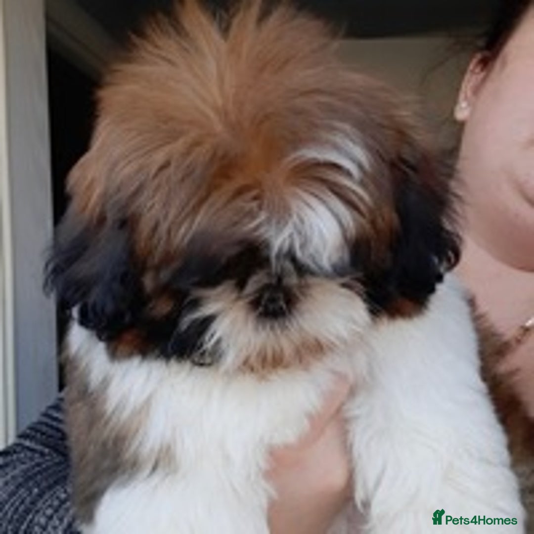 Shih Tzu dogs for stud: KC Registered stud  in Cullompton - Advert 19