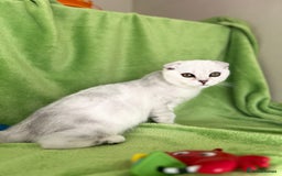 Scottish Fold cats for sale: Beautiful kittens just for you - Image 19