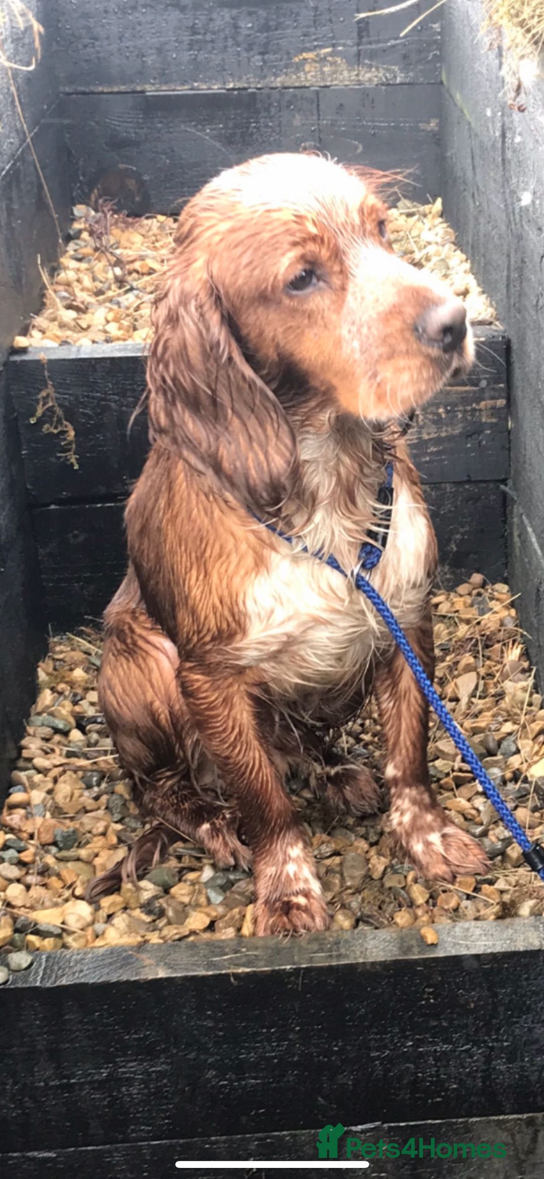 Cocker Spaniel dogs for stud: Fox red cocker for stud - Image 2
