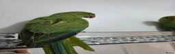Ringnecks birds for sale: Hand-Reared Baby Indian Ringnecks for Sale  - Advert 9