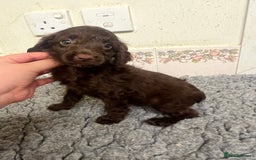 Cockapoo dogs for sale: Beautiful Chocolate and Merle F1 babies - Image 5