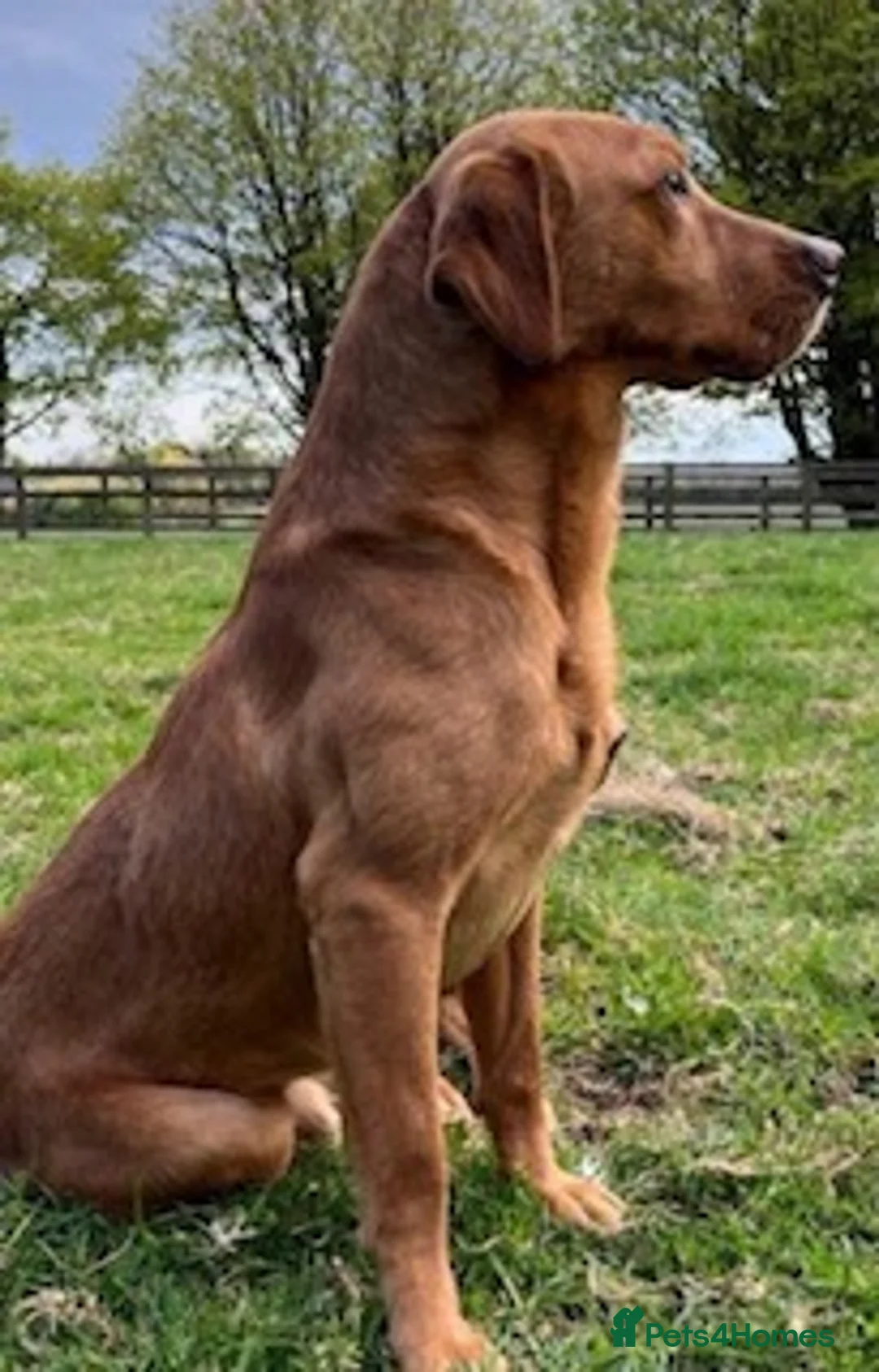 Labradoodle dogs for sale: Stunning Multigen F4a Labradoodle Puppies. in Canterbury - Advert 18