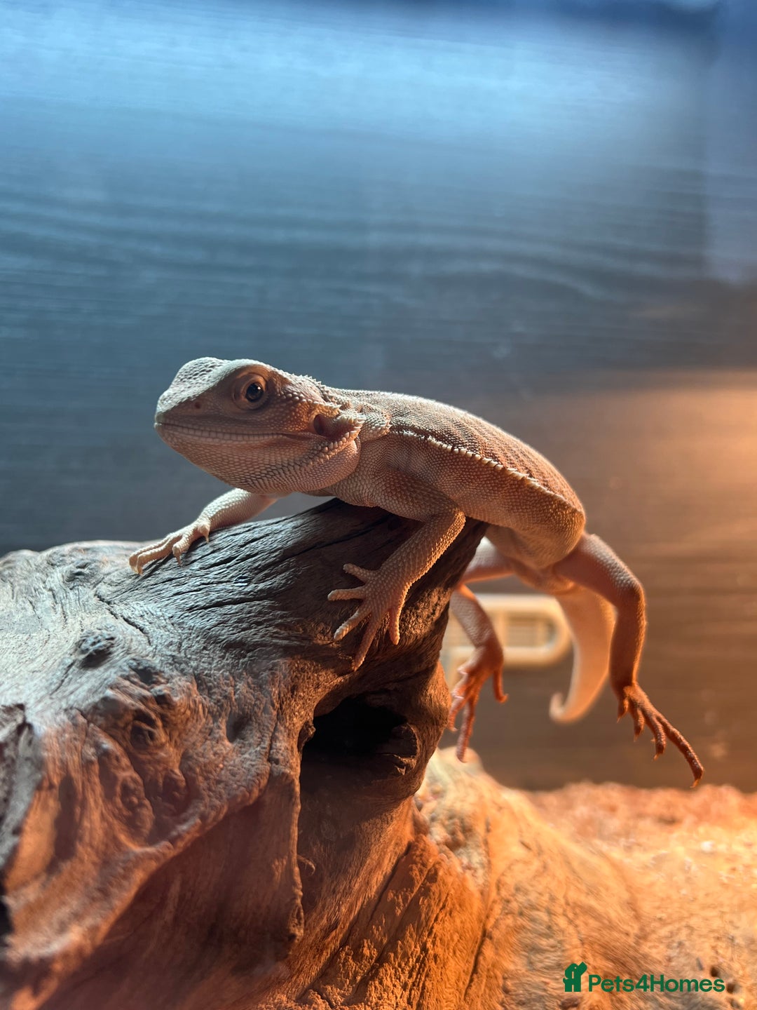 Bearded Dragon reptiles for sale: Bearded dragon - Advert 4