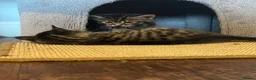 Mixed Breed cats for sale: Gorgeous half Siberian kittens - Advert 7