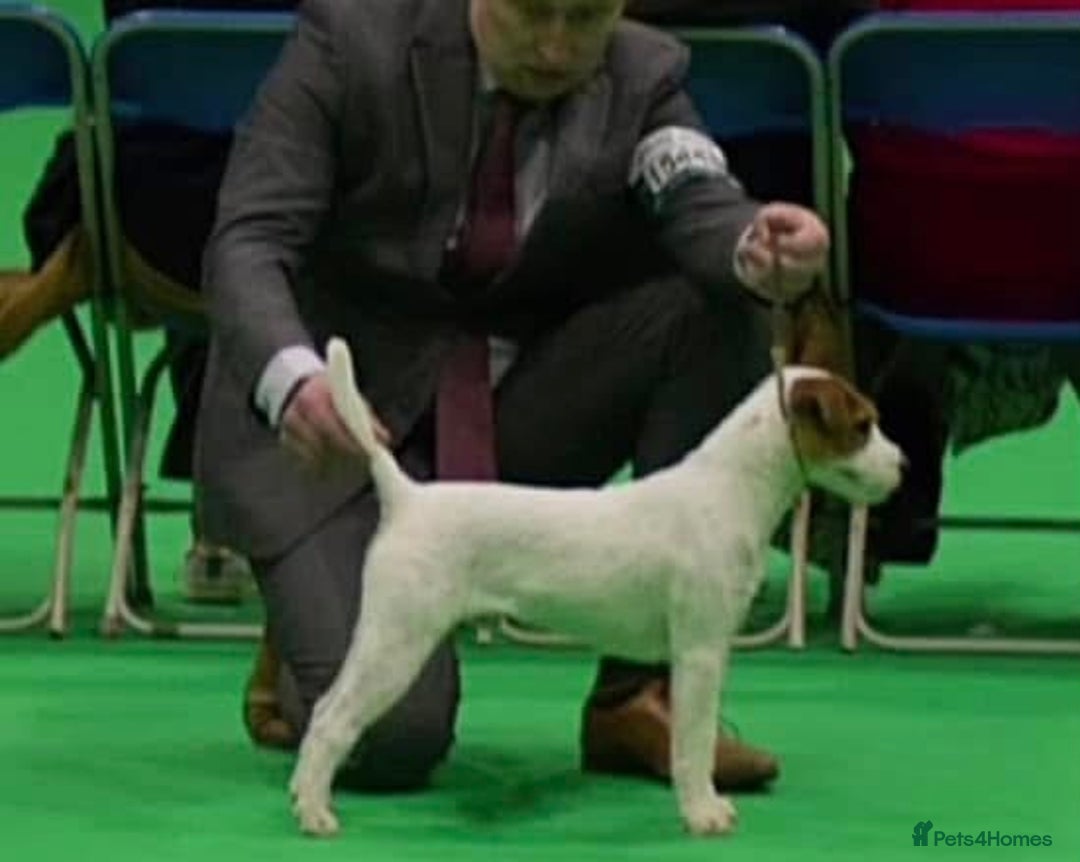 Parson Russell dogs for sale: Crufts winner 2024 Daughter Has Puppies KC Reg - Advert 3