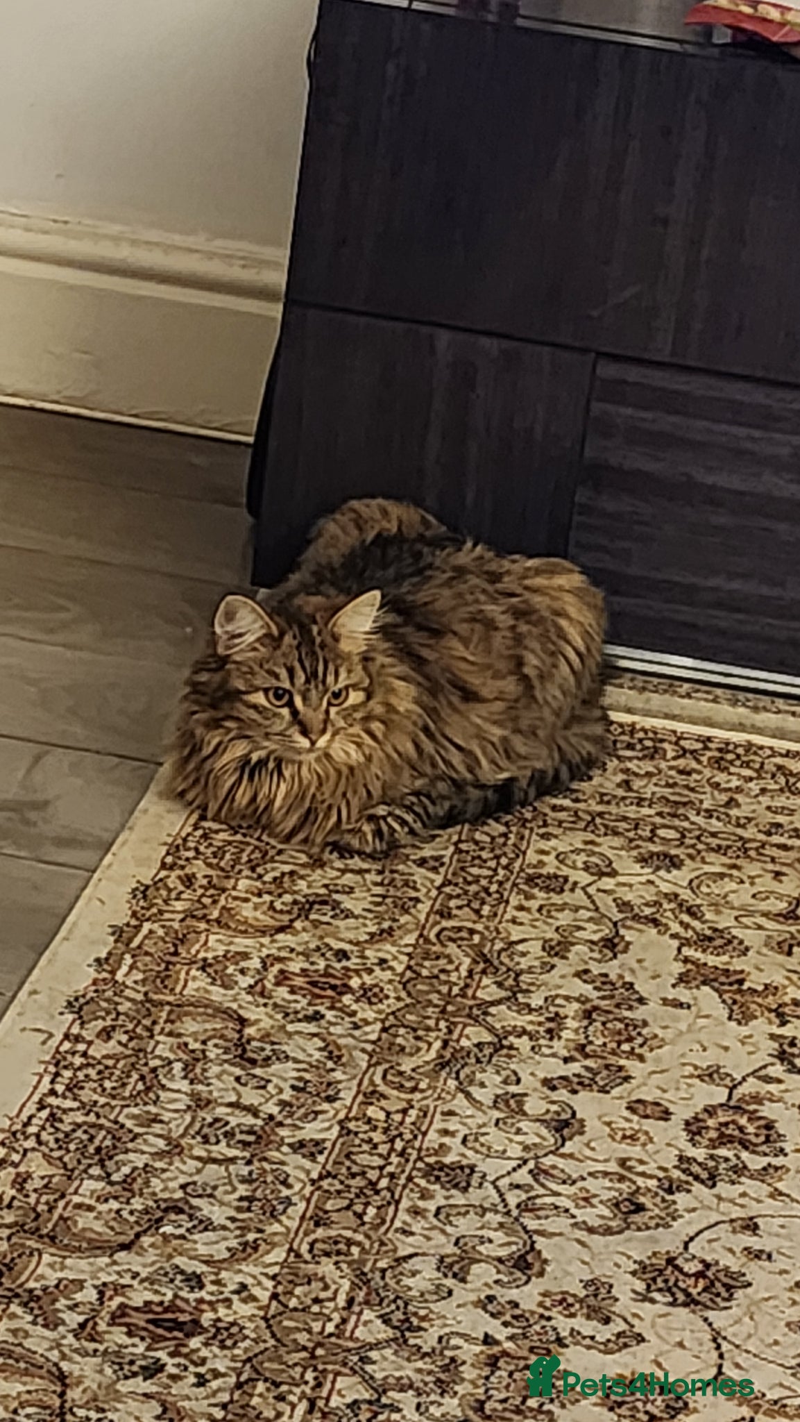 British Longhair cats Kittens for sale - Advert 1