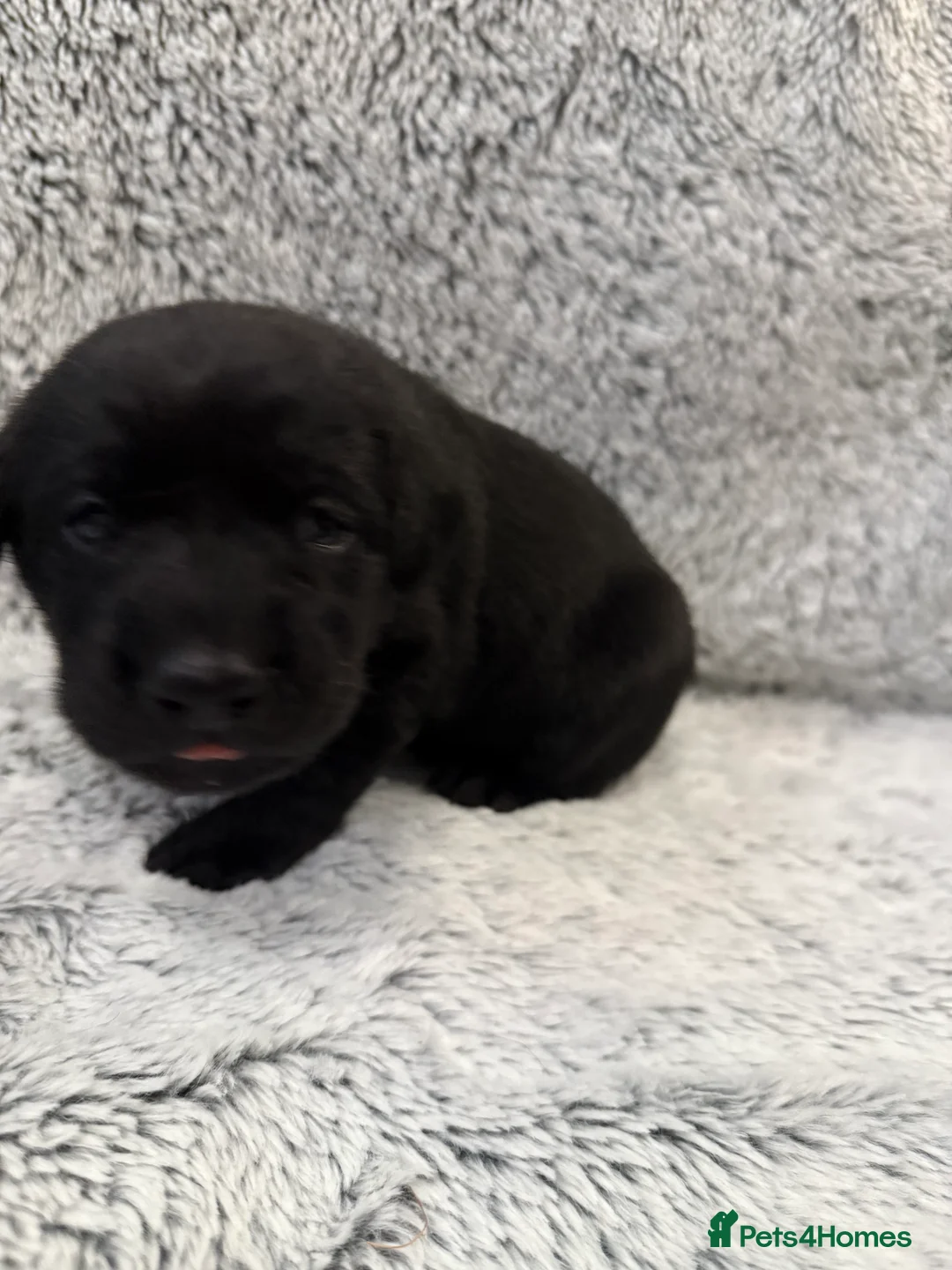 Labrador Retriever dogs for sale: KC Registered Labrador Retriever Puppies - Advert 21