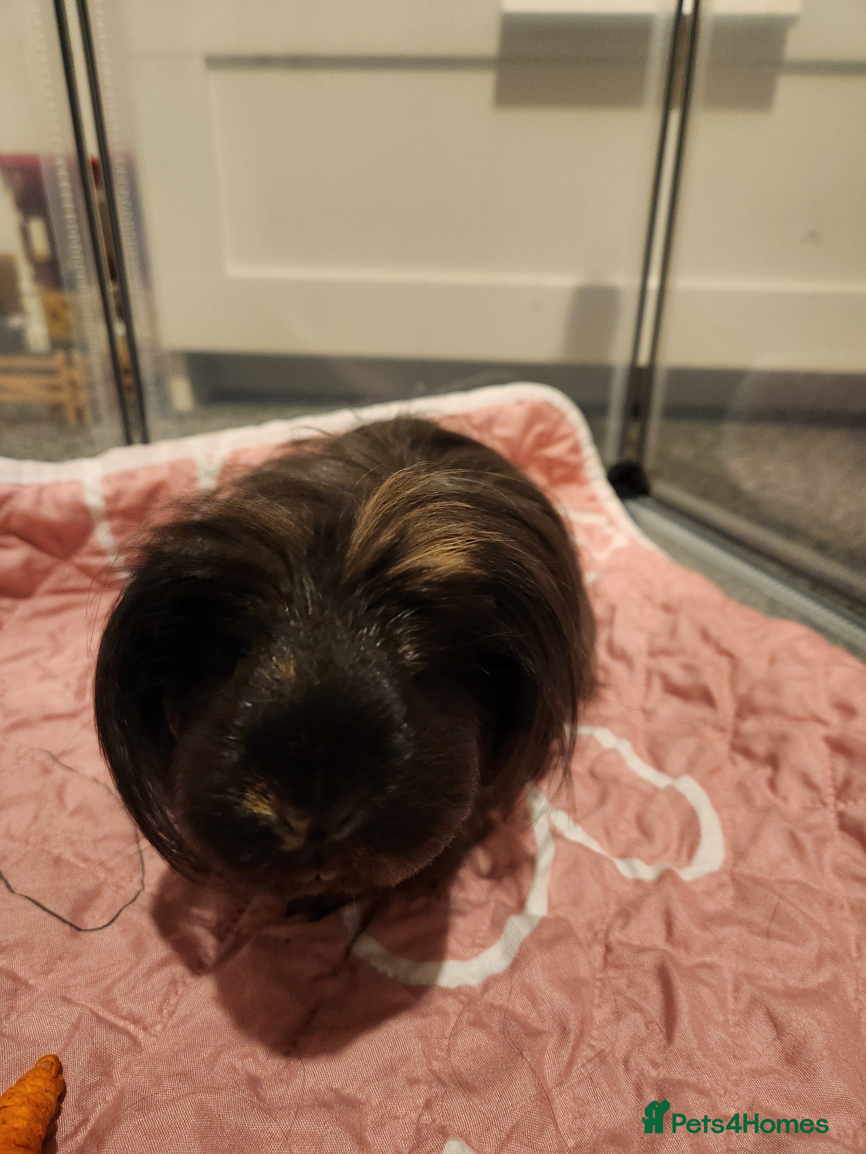 Guinea Pig rodents Long haired Guinea pig  - Advert 1