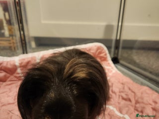 Guinea Pig rodents Long haired Guinea pig - Advert 1