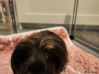 Guinea Pig rodents Long haired Guinea pig - Advert 13