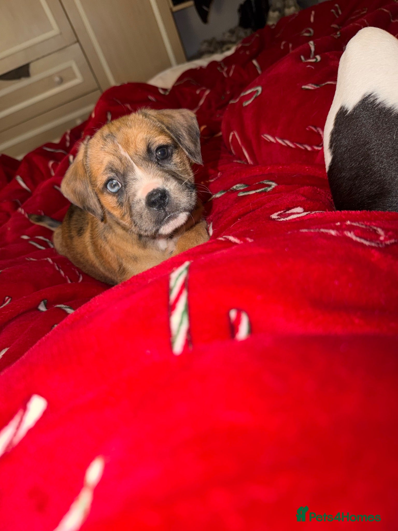 Mixed Breed dogs Onyx Is Looking For Her New Home  - Advert 3