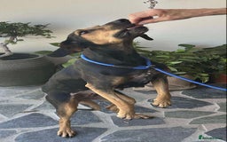 Mixed Breed dogs for adoption: Cinnamon needs a loving home  - Image 17