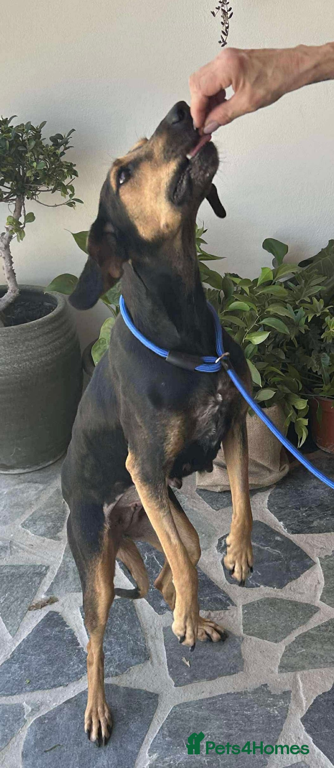 Mixed Breed dogs for adoption: Cinnamon needs a loving home  - Image 17