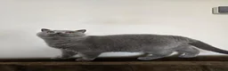 British Shorthair cats for sale: British shorthair  - Advert 4
