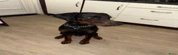 Dobermann dogs for sale: Doberman boy - Advert 8