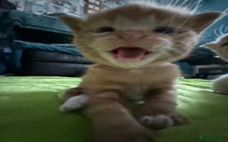 Mixed Breed cats for sale: Beautiful babies ready in 2 weeks - Image 7