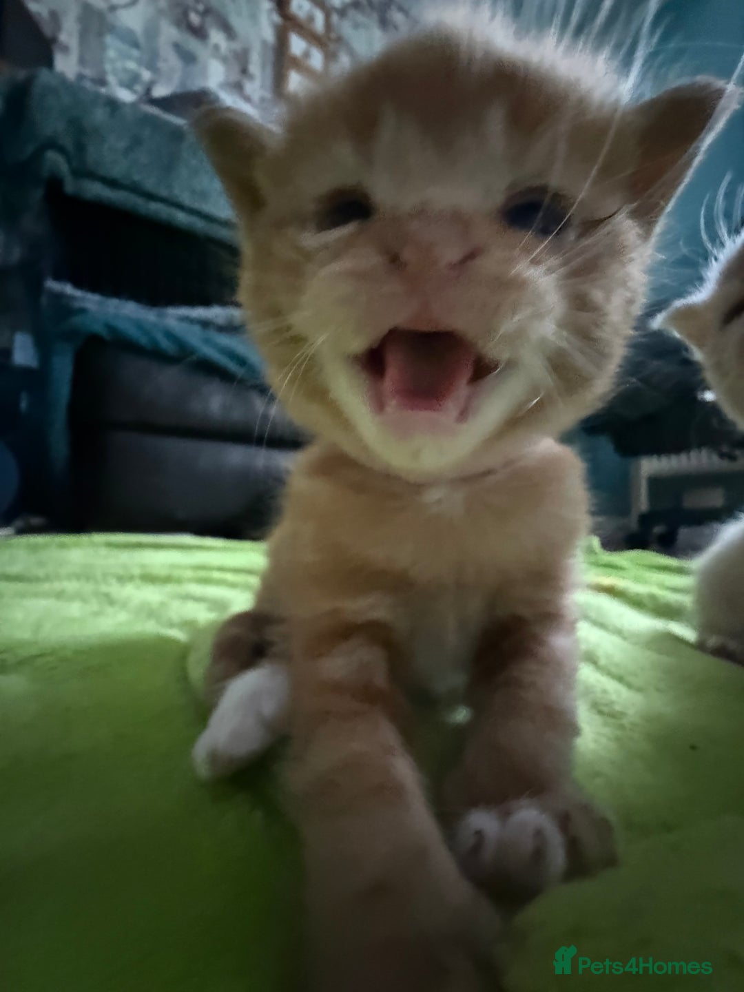 Mixed Breed cats for sale: Beautiful babies ready in 2 weeks - Image 7