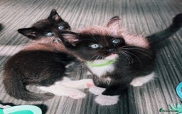 Ragdoll cats for sale: Stunning Kittens *Ready now!* - Image 21