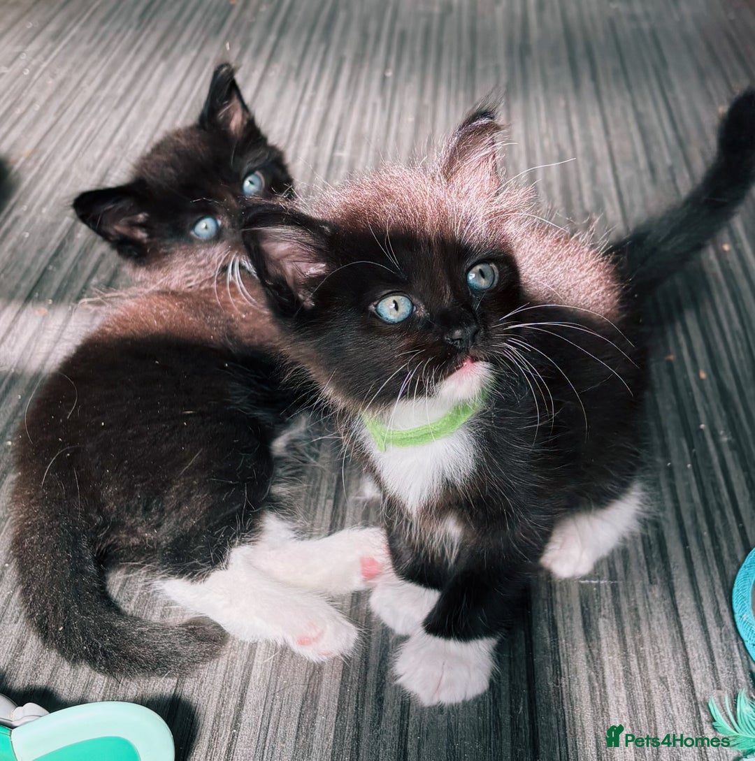 Ragdoll cats for sale: Stunning Kittens *Ready now!* - Image 21