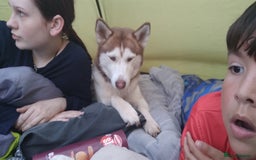 Siberian Husky dogs for sale: Female siberian husky - Advert 2