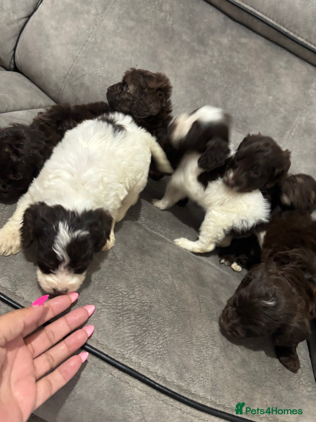 Cockapoo dogs for sale: Cocapoo - Image 5