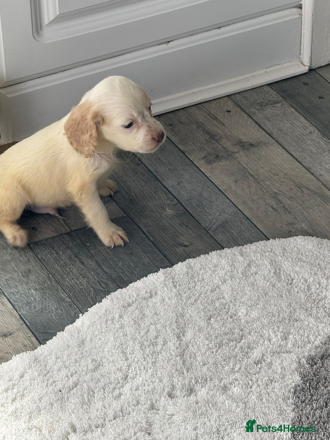 Cocker Spaniel dogs for sale: Champagne cocker spaniel pups  - Image 5