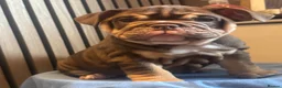 English Bulldog dogs for sale: English Bulldog Female  - Advert 18