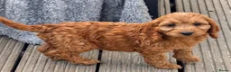 Cockapoo dogs for sale: Happy healthy absolutely gorgeous Cockapoo babies - Advert 6