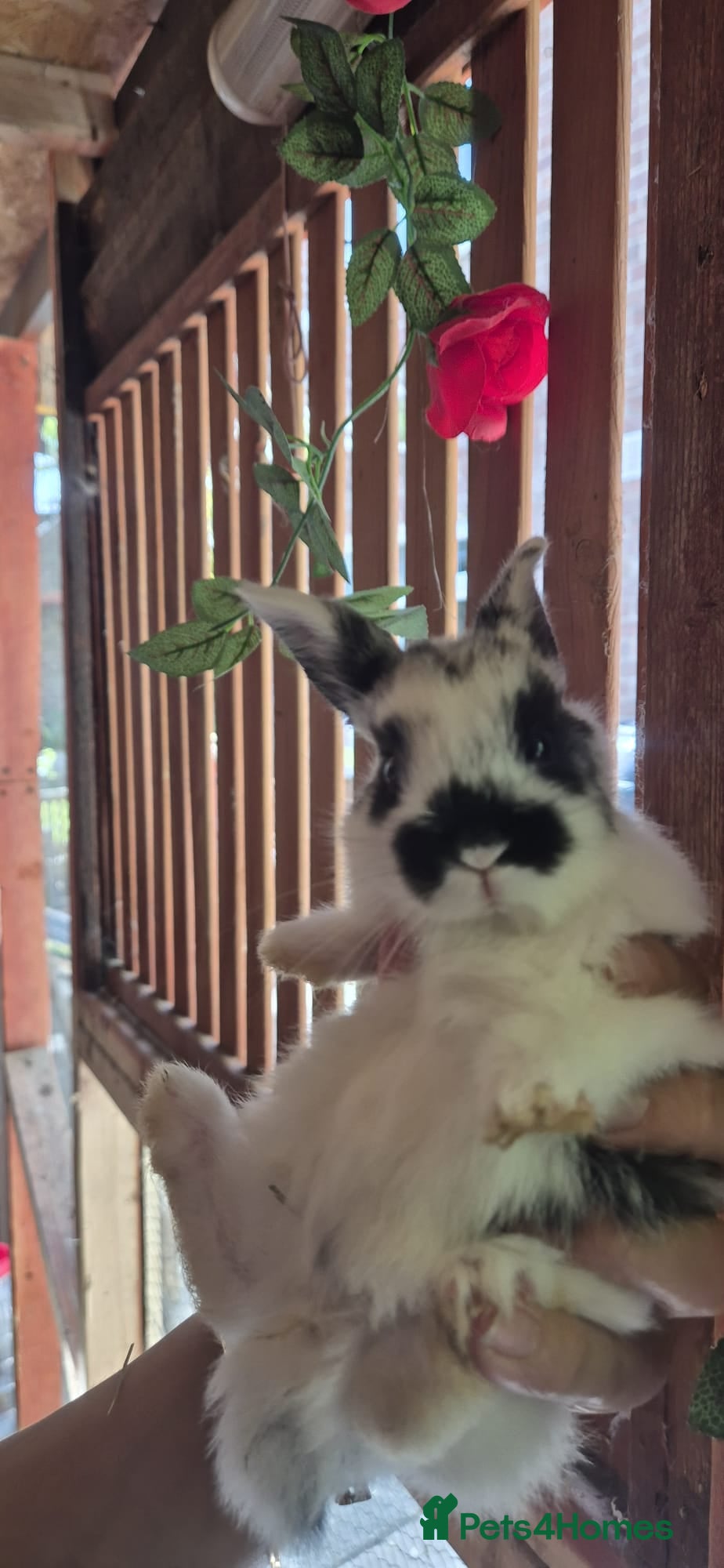 Mixed Breed rabbits They are mix Rex and Dutch  - Advert 19