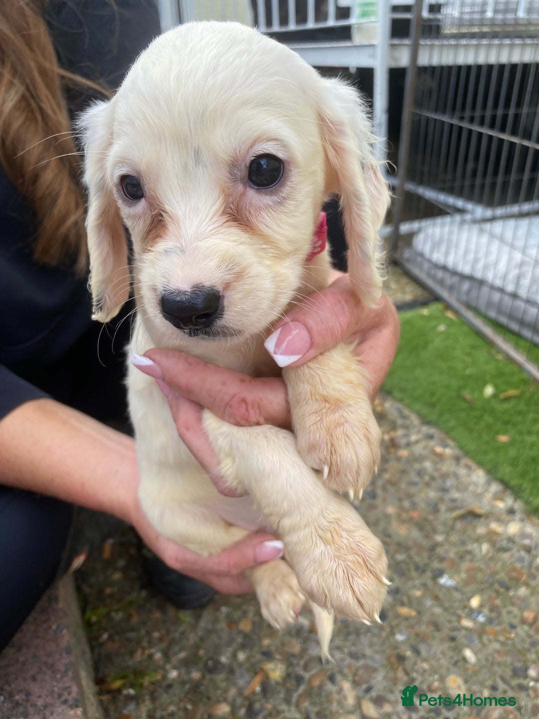 Cocker Spaniel dogs for sale: Cocker spaniel puppies  - Image 8