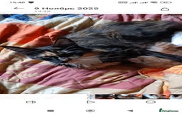 Maine Coon cats for sale: Maine Coon kitten Fire Red Marble Tabby and White - Image 3