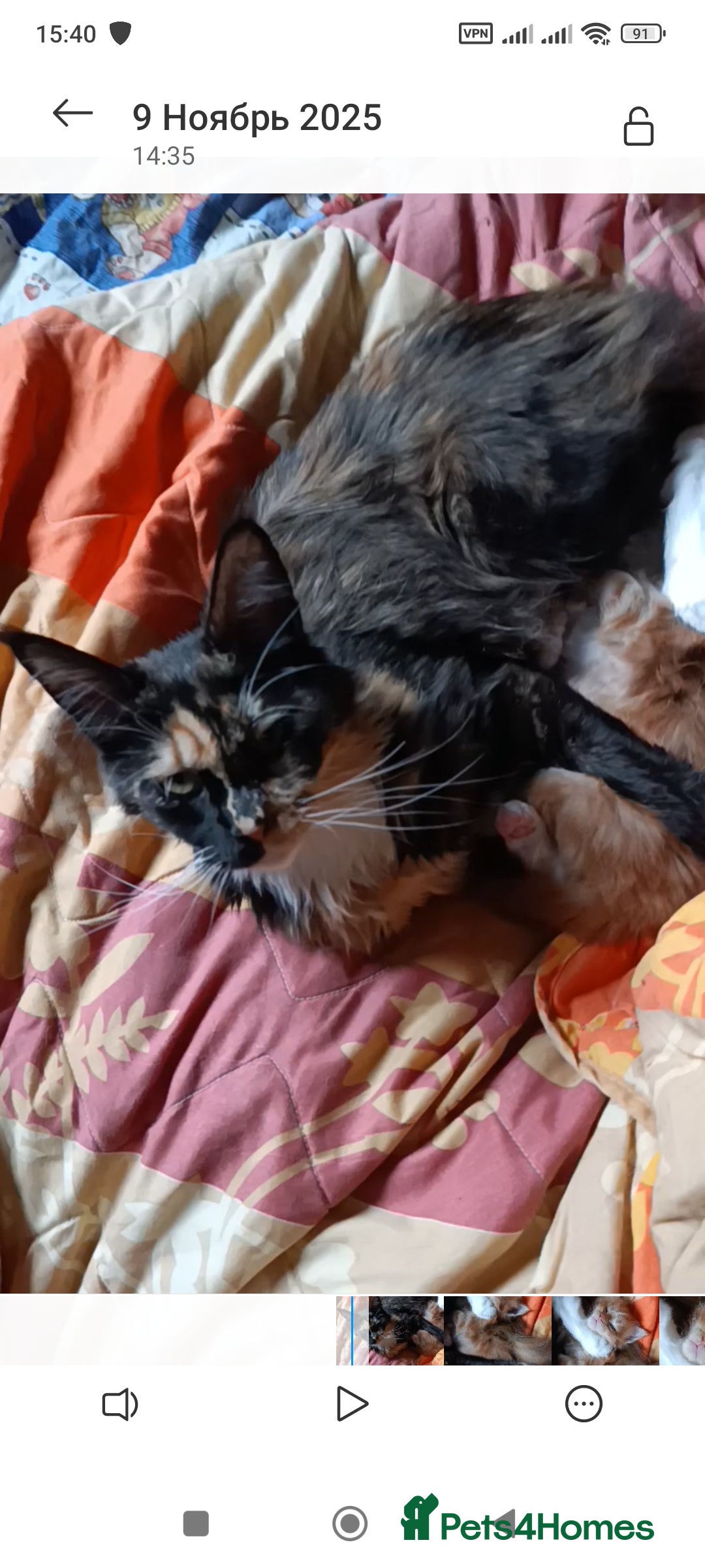 Maine Coon cats for sale: Maine Coon kitten Fire Red Marble Tabby and White - Image 3