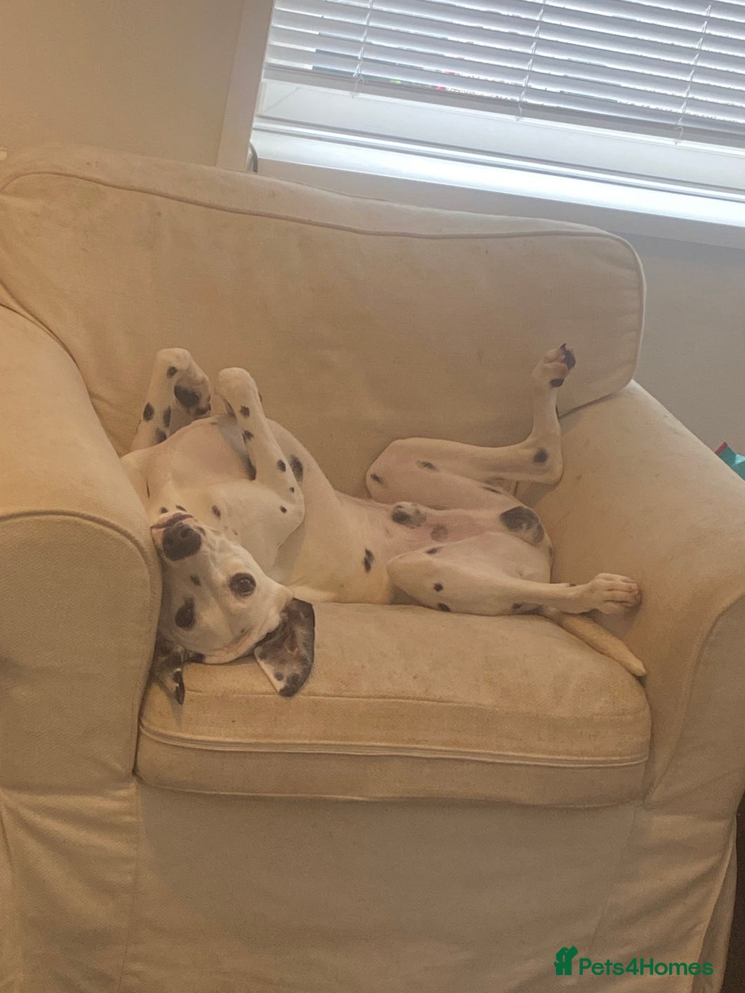 Dalmatian dogs for sale: 1 year old Dalmatian  - Advert 6