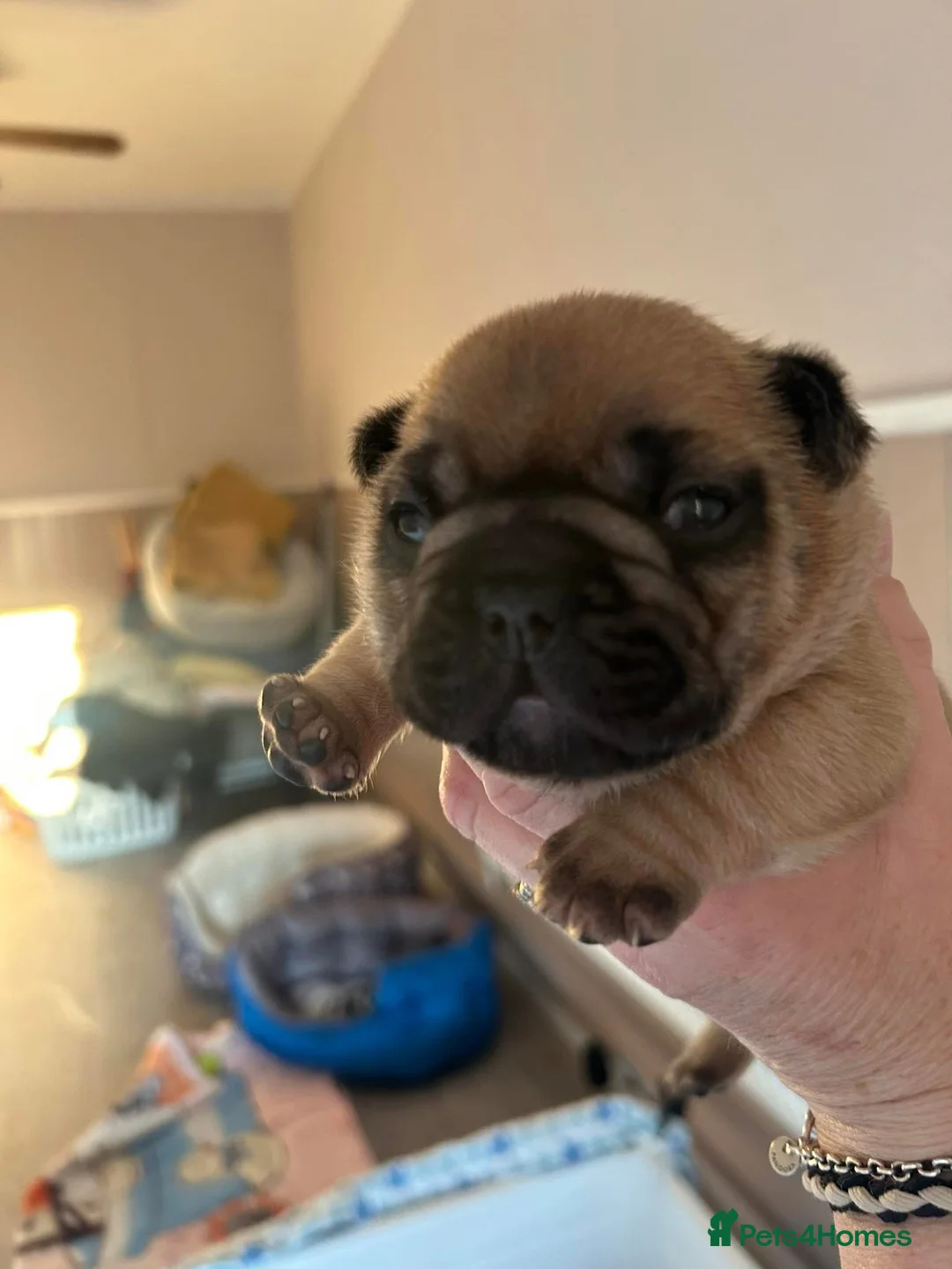 French Bulldog dogs for stud: Denzel- Open for Stud- PROVEN. Son of Super Ted  in Gillingham - Advert 24