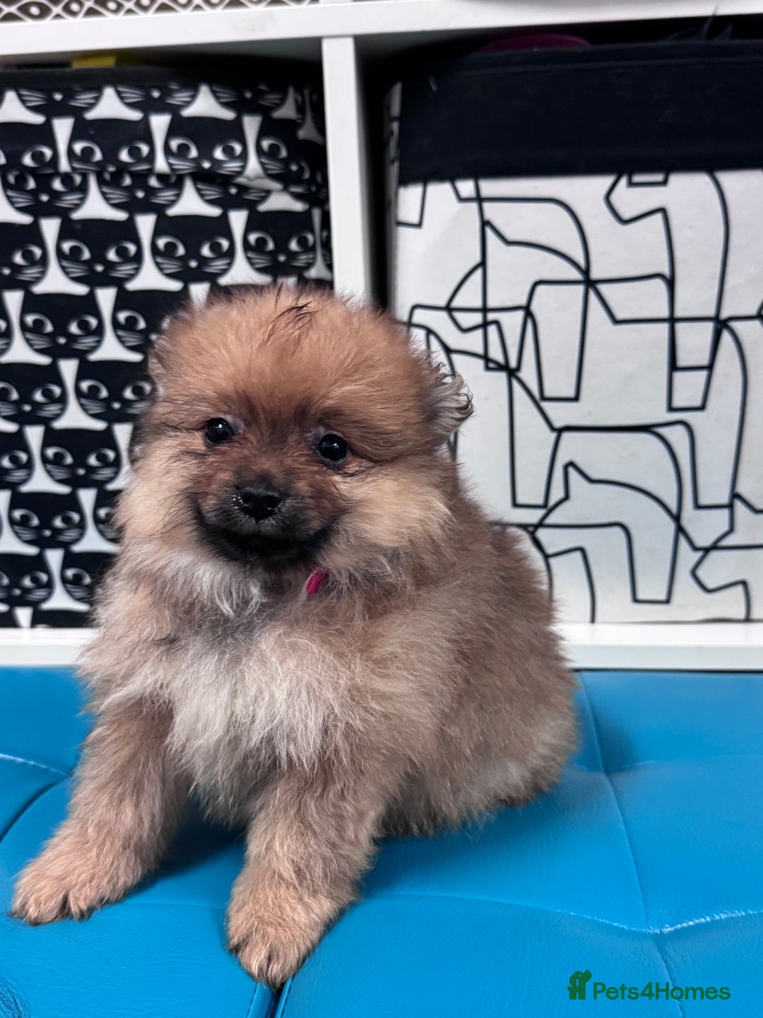 Pomeranian dogs for sale: FLUFFY POMERANIAN FOR SALE 🥰 - Advert 8