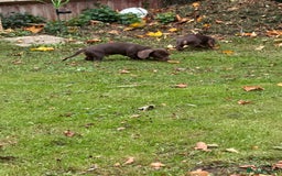 Miniature Dachshund dogs for sale: Stunning mini sausages!  - Image 14