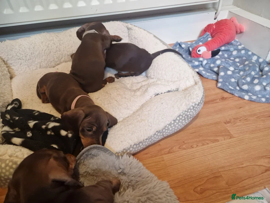 Miniature Dachshund dogs for stud: FOR STUD PROVEN KCreg Choc & tan mini Dachshund in Sunderland - Advert 20