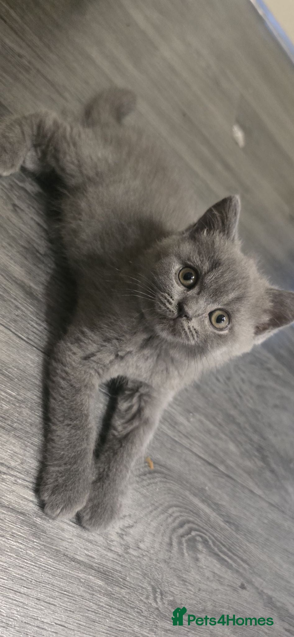 British Shorthair cats  British  Shorthair  kittens  - Advert 2