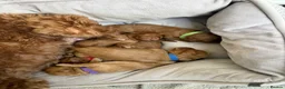 Cockapoo dogs for stud: Stunning Fully Health Tested F2b Cockapoo Proven ! - Advert 25