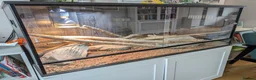 Bearded Dragon reptiles for sale: Bearded Dragon plus 4ft varium and full set up - Advert 2