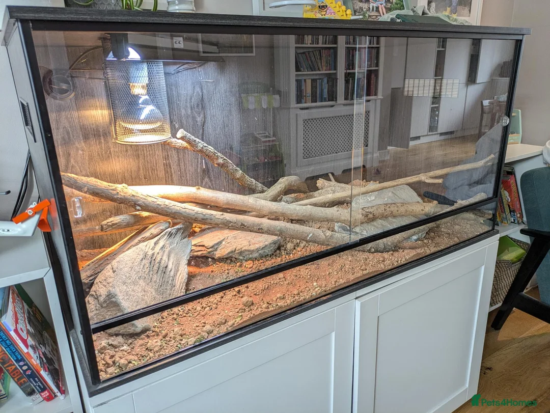 Bearded Dragon reptiles for sale: Bearded Dragon plus 4ft varium and full set up - Advert 2