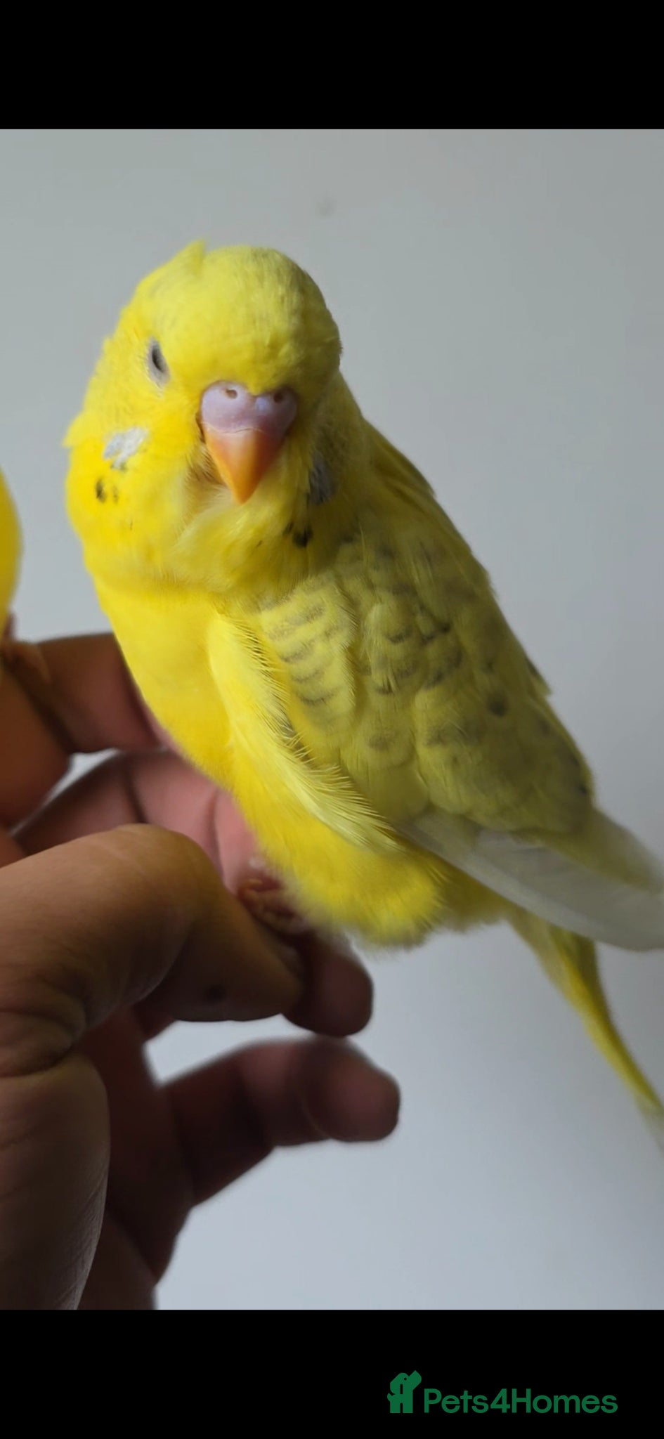 Budgerigars birds Mutation lutino budgies  - Advert 3