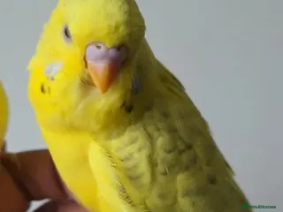 Budgerigars birds Mutation lutino budgies - Advert 1