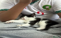 British Longhair cats for sale: Male 9 weeks old kitten.  - Image 1
